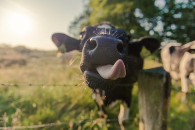 Close-up shot of cow with tongue hanging out of its mouth