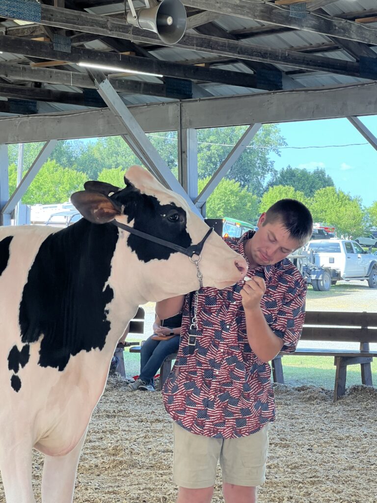 Owner Sam VanBuren applies lip balm to blue ribbon Holstein named Envy.