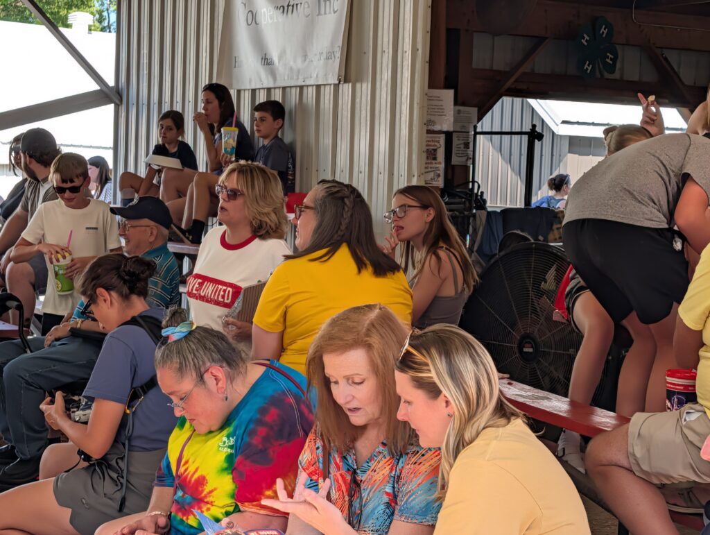 Crowd gathers to watch cow kissing event.