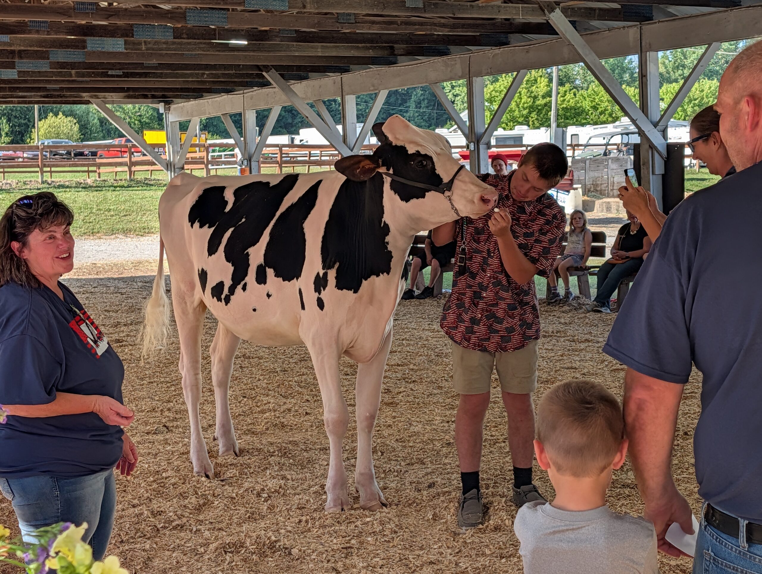 Handler puts lip balm on cow while onlookers laugh