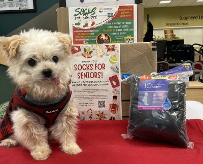 Small dog poses on table with sock donation box